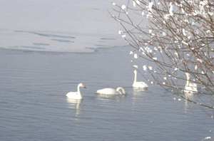081125swan-1.jpg
