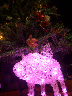 081127-pig-1.jpg