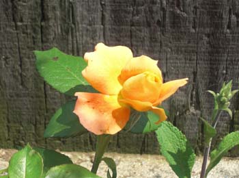 090502-9.jpg