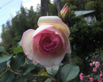 090505-2.jpg