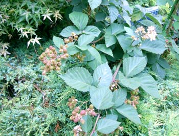 090616-2.jpg