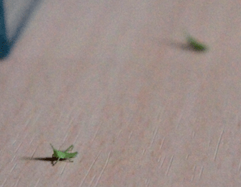 110601-1.gif