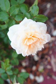 111023-1.gif