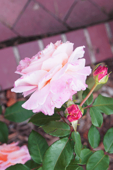 111023-4.gif